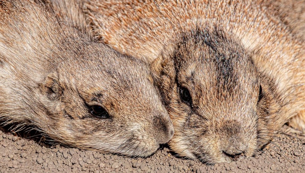 prairie dog, rodent, animals, pair, cute, close-up, fluffy, fur, nature, wild animal, ground, sleeping, resting, cuddle, snout, hd wallpaper, whiskers, wallpaper, background