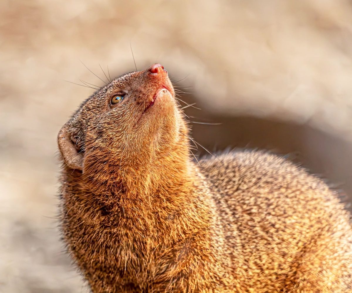 mongoose, dwarf mongoose, 4k wallpaper, laptop wallpaper, slender, herpestidae, full hd wallpaper, small mammal, desktop backgrounds, wild, animal, beautiful wallpaper, hd wallpaper, predator, carnivore, windows wallpaper, brown fur, close up, wallpaper hd, mac wallpaper, looking up, alert, profile, whiskers, wallpaper 4k, cool backgrounds, 4k wallpaper 1920x1080, free background, cute, sunlit, outdoor, nature, free wallpaper, background