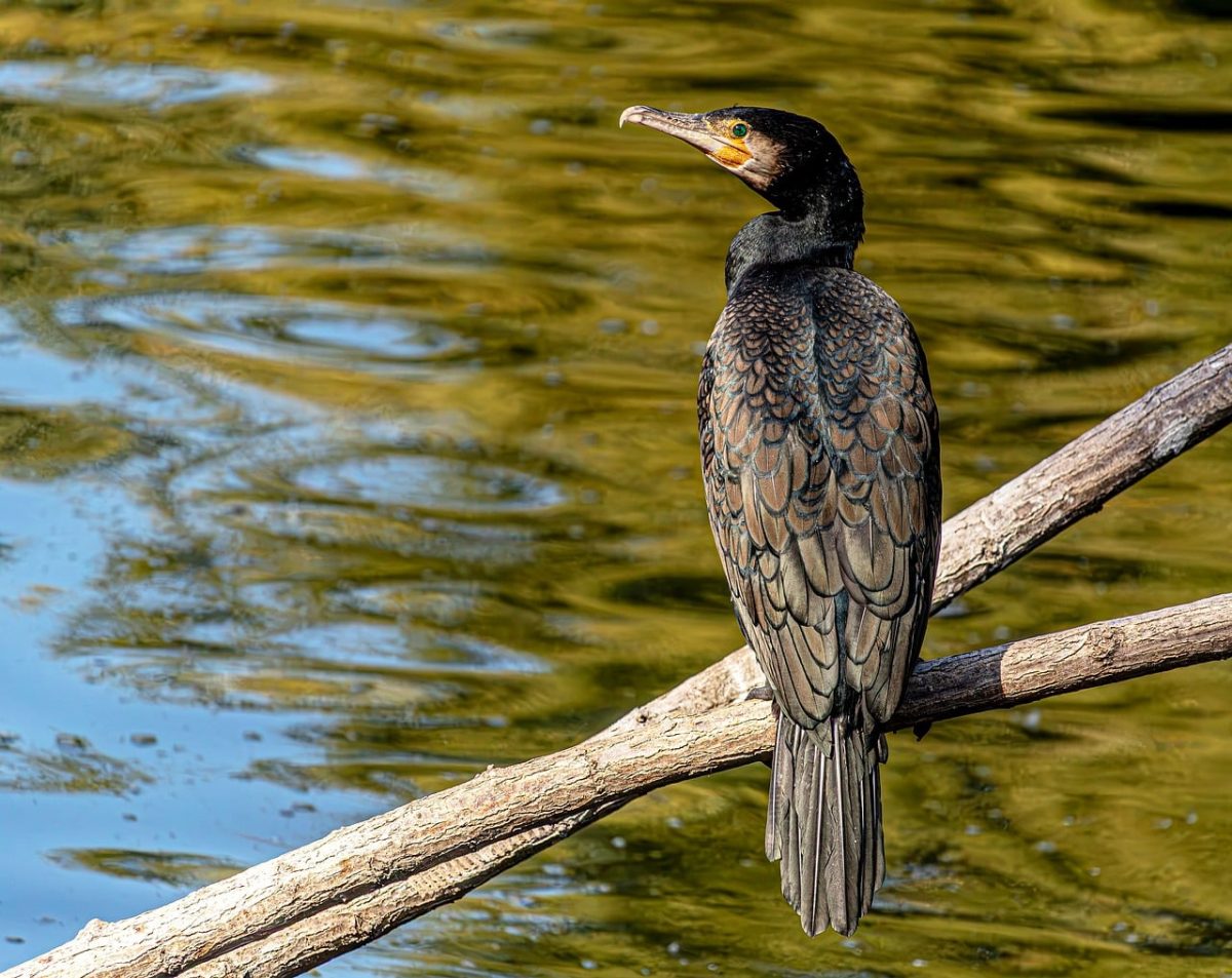 cormorant, great cormorant, 4k wallpaper 1920x1080, seabird, wallpaper hd, laptop wallpaper, full hd wallpaper, water, windows wallpaper, desktop backgrounds, feathers, black bird, beautiful wallpaper, perching, tree branch, free background, hd wallpaper, wallpaper 4k, river, beautiful nature, reflections, nature background, wildlife, bird, 4k wallpaper, nature, nature wallpaper, background, wallpaper, ornithology, natural light, free wallpaper, mac wallpaper, cool backgrounds, golden, water bird, zoology