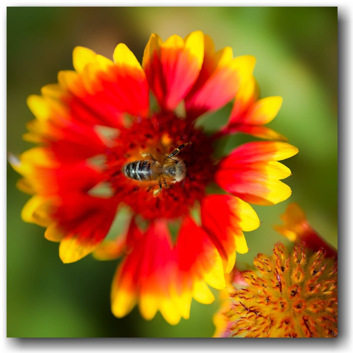 nature, flower, bee, in the center, red, flower background, yellow, garden, sharp, macro, flower wallpaper, details, colors, beautiful, pollen, flight, colorful, beautiful flowers, contrast, stripe, blurred background, focus, clear, close-up