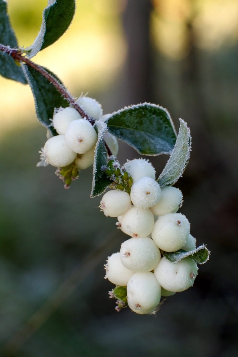 nature, shrub, white, berry, macro, snowberry, green, winter, frost, countryside, autumn, icy, texture, botany, plant study, natural details, decoration, leaves, landscape