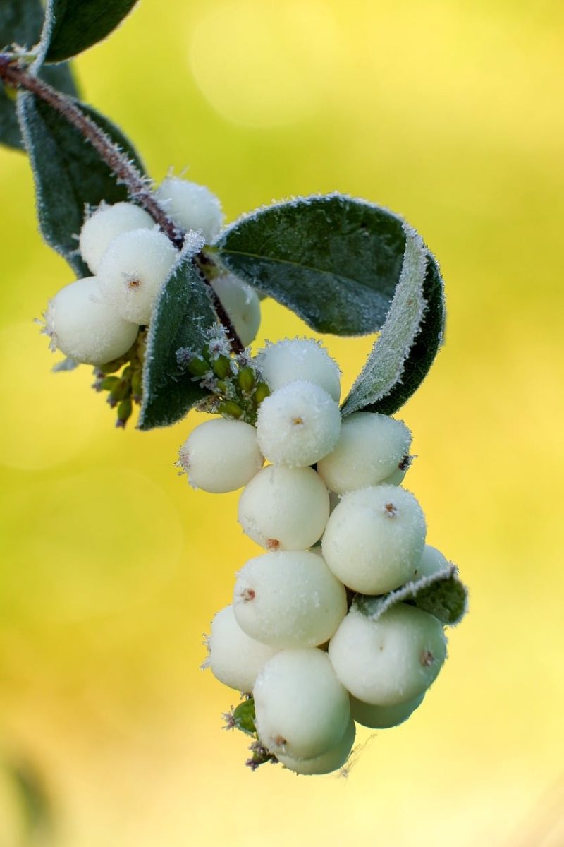 snowberry bush, macro, fruit, green, whitish, foliage, nature's beauty, green background, summer, ripe, botany, texture, details, plant, countryside, sharpness, fall, rural scenery, fresh