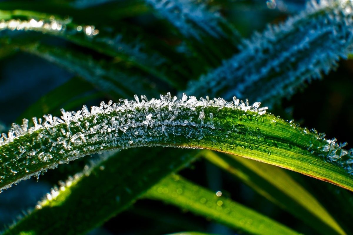 frost, grass, green, morning sun, autumn, morning, nature, october, ice crystals, moisture, cool, sunny, outdoors, details, fresh air, dew drops, glossy, relaxing, cold air