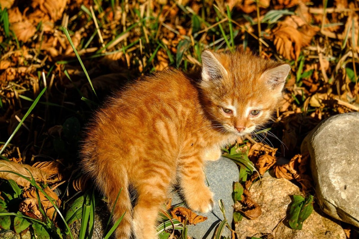 kitten, ginger, autumn, leaves, cute, animal, cat, natural, outdoors, light, fur, sun, baby, grass, stone, insectivorous, young, wild, exploration, ecology