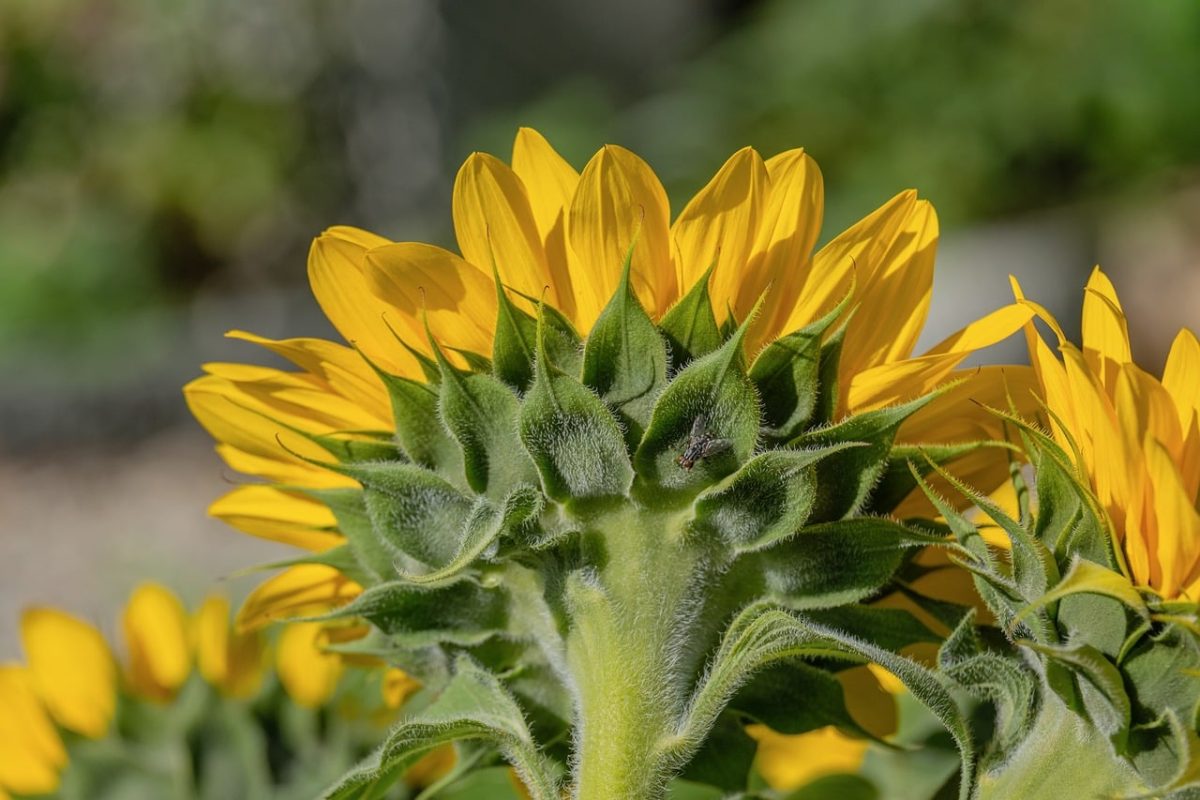 sunflower, flower, nature, green, yellow, summer, detail, macro, natural, leaves, agriculture, garden, vineyard, ecology, farm, field, background, summery, photography