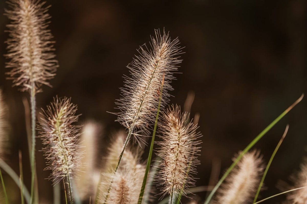 grass, nature, plant, stems, background, mac wallpaper, dryness, windows wallpaper, autumn, floral background, pampas grass, hd wallpaper, wallpaper hd, spikelet, wallpaper 4k, laptop wallpaper, macro, desktop backgrounds, blurred background, beautiful, field, cool backgrounds, sharp focus, brown, 4k wallpaper, natural, full hd wallpaper, beautiful wallpaper, free background, rural, winter, free wallpaper, 4k wallpaper 1920x1080, season