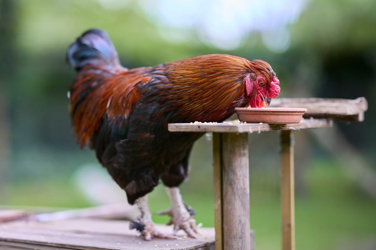 rooster, feeding, bowl, terracotta, wooden, table, garden, poultry, farm, feathers, outdoor, birdseed, animal, nature, plumage, rural life, animal husbandry, leisure, green