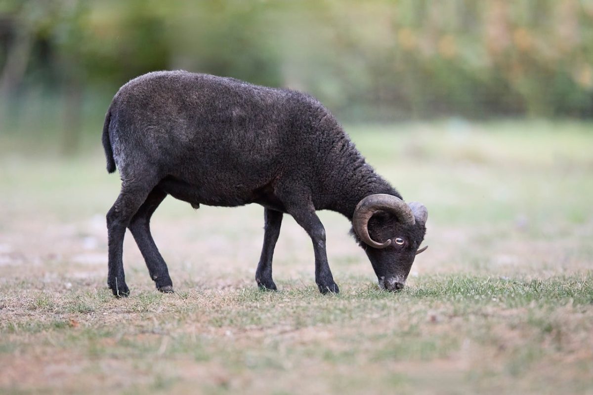 ouessant sheep, sheep, black, horns, grazing, nature, farm, agriculture, wool, mammal, rural, profile, fauna, grass, field, outdoor, animal, livestock, woolly, quadruped