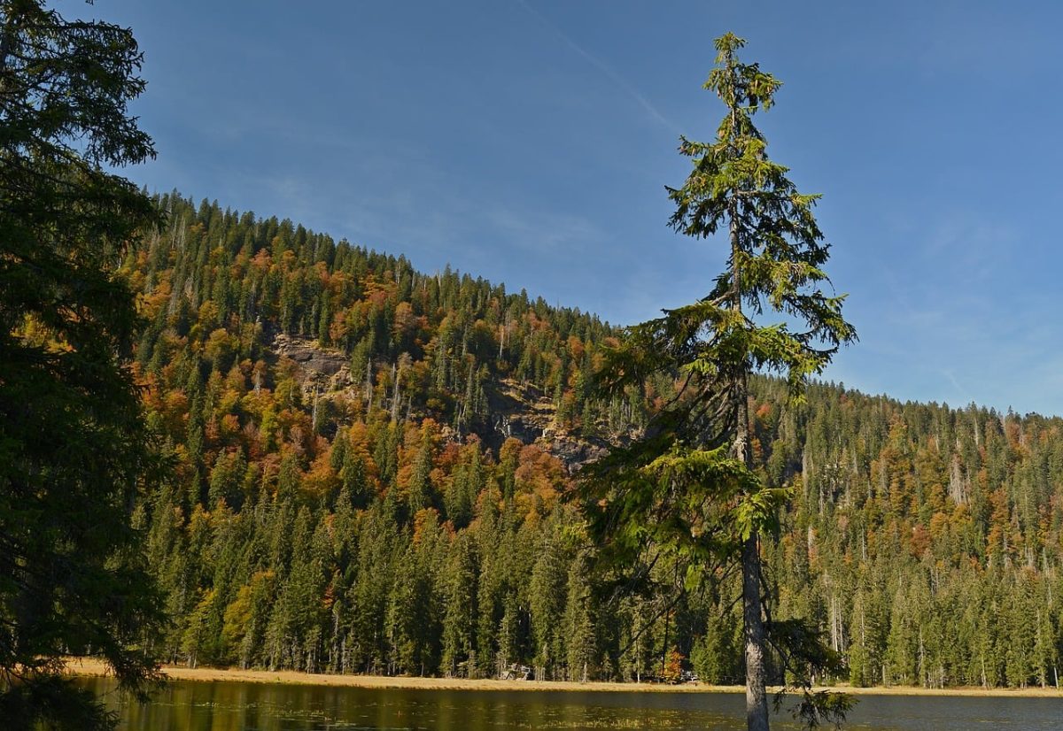 lake, forest, mountains, tree, hiking, autumn, nature, peaceful, wilderness, hike, natural, destination, uplift, relaxation, excursion, landscape, traveller, silence, calm, woods