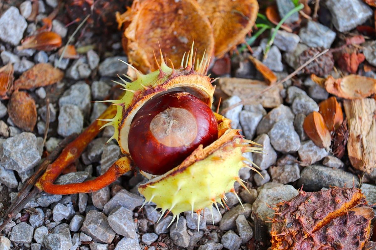 chestnut, autumn, husk, open, spiky, gravel, ground, nature, glossy, macro, detail, plant, forest, seed, wood, decorative, horizontal, beautiful, natural
