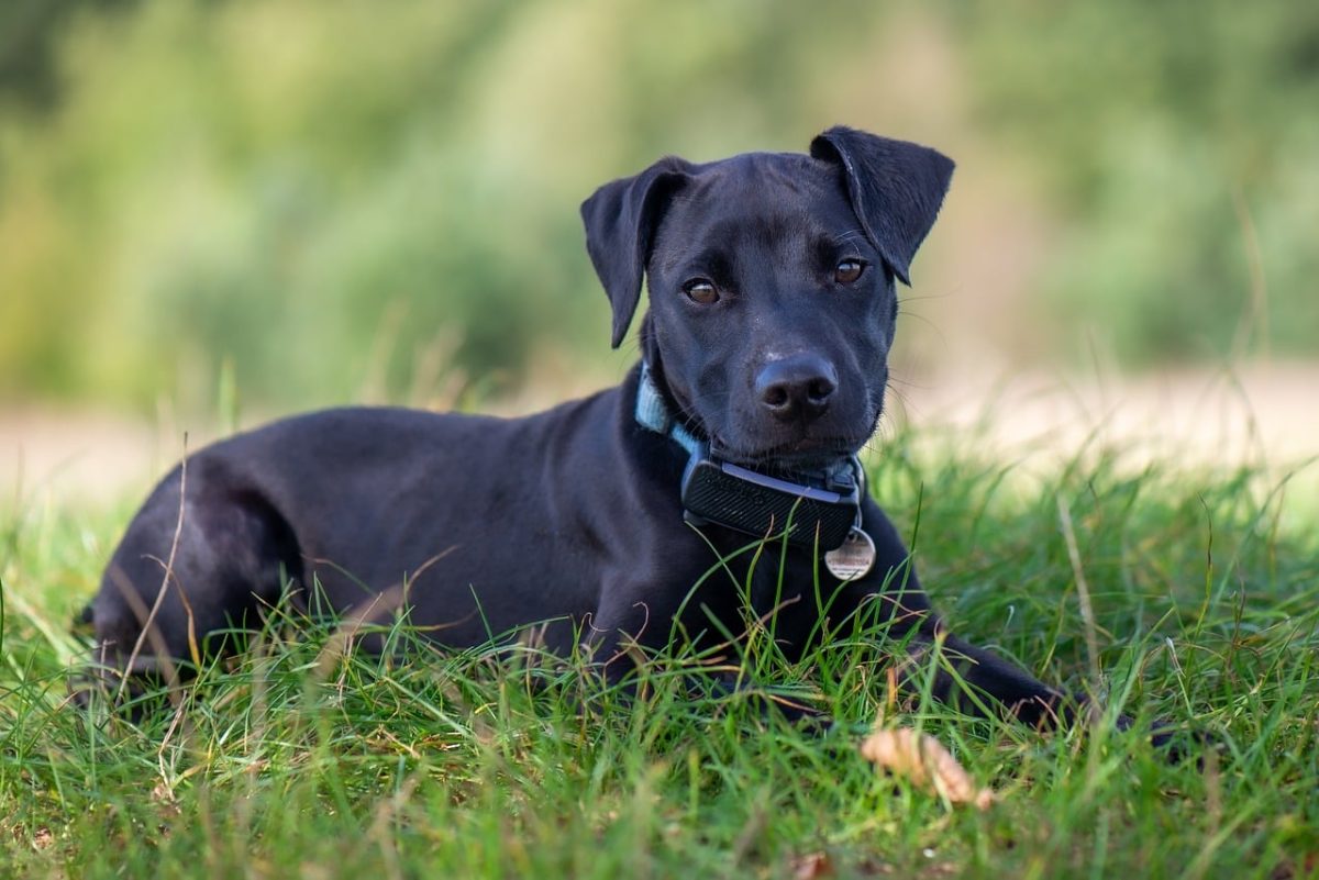 puppy, grass, black dog, countryside, pet raising, sunshine, play, dog on leash, curiosity, barking, pet, walk, animal, light collar, curious look, pets outdoors, nature, dog breed, noble