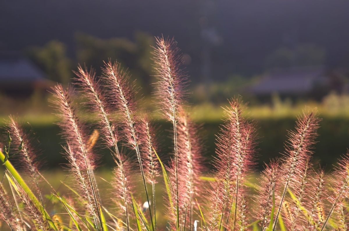 chinese fountain grass, autumn, grass, meadow, sunlight, nature, golden hour, peace, lighting, natural beauty, field, colors, reflection, aesthetics, agriculture, pasture, pampas grass