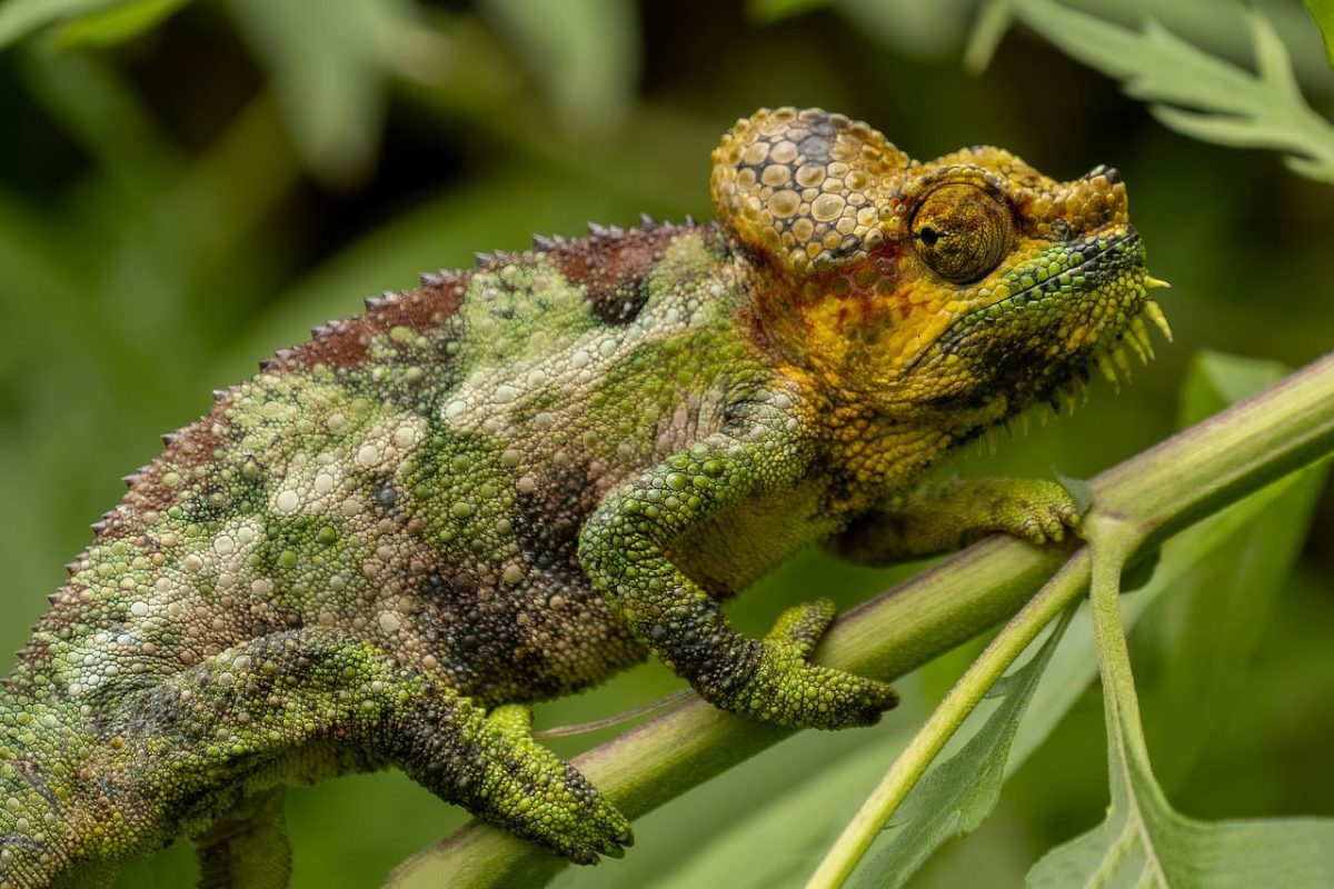 chameleon, reptile, animal, nature, terrarium, green, camouflage, exotic, mimicry, herpetology, spot, natural, bush, unique, curve, variety, yellow, ecology, biotope, texture, fauna