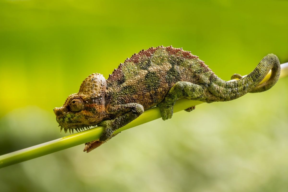 chameleon, reptile, animal, nature, close-up, exotic, green, wildlife, camouflage, branch, arboreal, eye, colorful, wild, ecosystem, bark, forest, unique, skin, climb