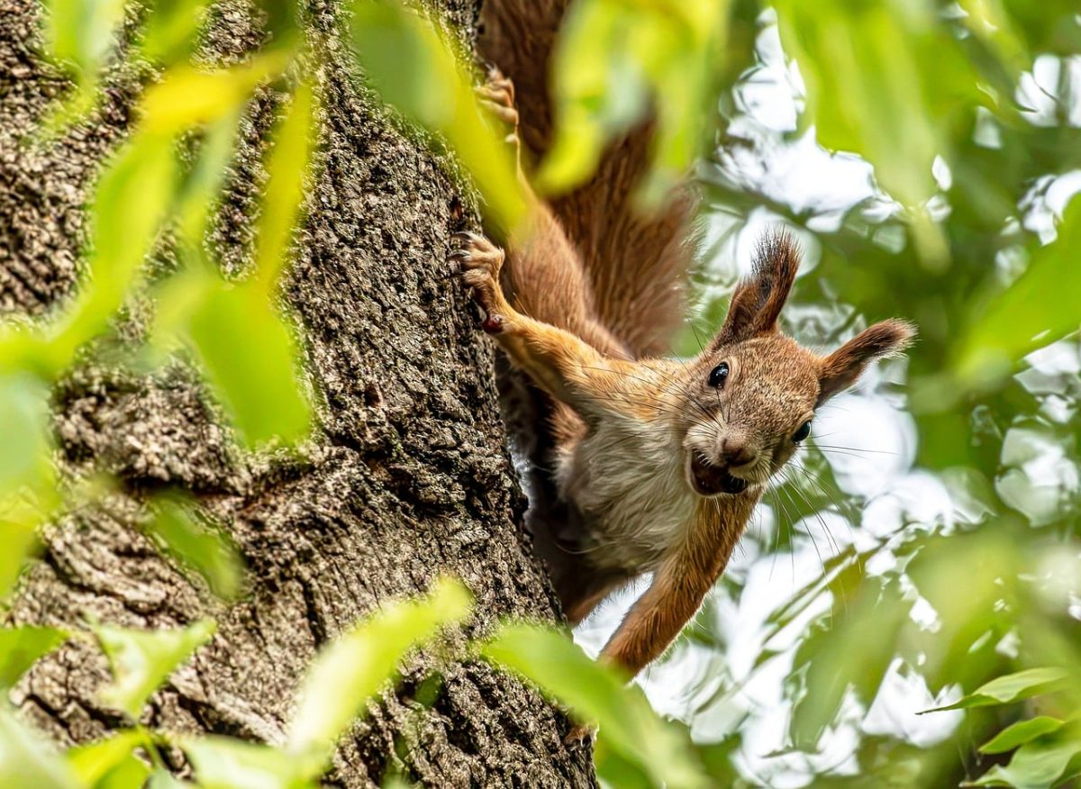 squirrel, 4k wallpaper 1920x1080, forest, tree, hd wallpaper, beautiful wallpaper, red squirrel, cute, animal, curious, laptop wallpaper, leaves, nature, full hd wallpaper, background, bokeh, desktop backgrounds, windows wallpaper, free wallpaper, cool backgrounds, wild, mac wallpaper, fascinating, landscape, grove, wallpaper 4k, free background, head, wallpaper hd, face, clever, 4k wallpaper, fur, blowing