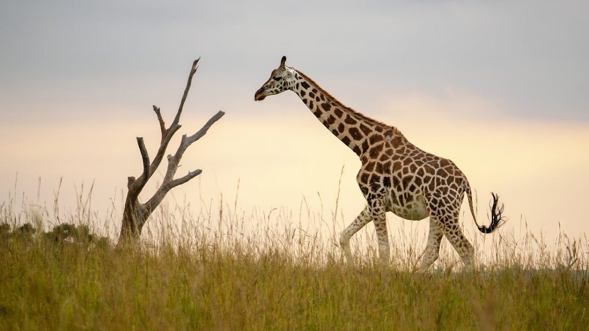 giraffe, mammal, savanna, grass, landscape, nature, wildlife, long neck, tree, pasture, zoology, conservation, wild, yellow sky, sunset, african safari, bush, tourism, sunrise, splendor