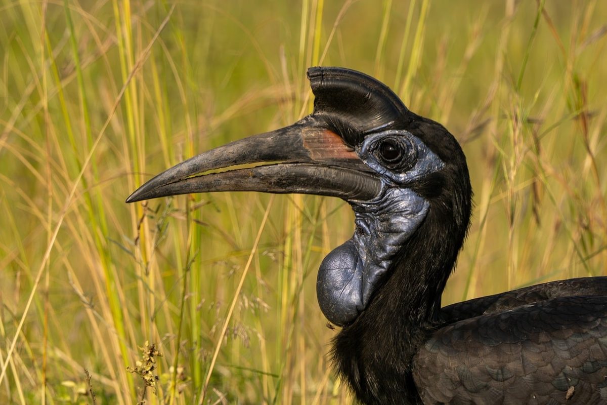 hornbill