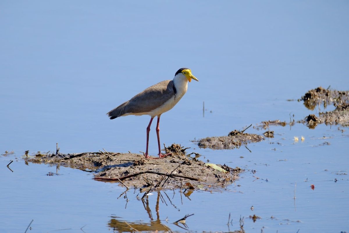 bird, nature, lake, mud, reflection, wetland, avian, heron, birdwatching, calm, watery, nesting ground, climate change, conservation, daylight, wild, solitary, aquatic, silence