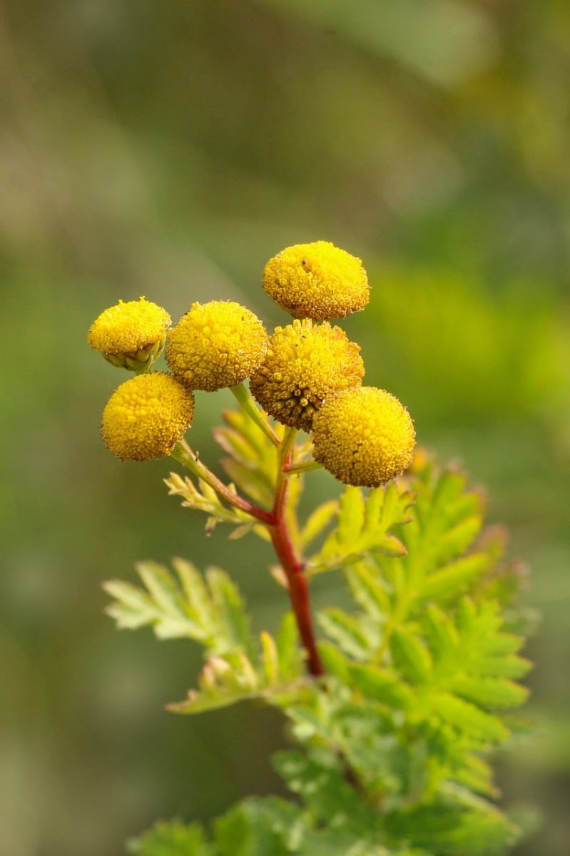 yellow, beautiful flowers, flowers, tansy, blooming, stem, nature, flower background, green, summer, outdoor, macro, gardening, leaves, wildflower, flower wallpaper, detail, garden, herb, botany, focus, natural beauty