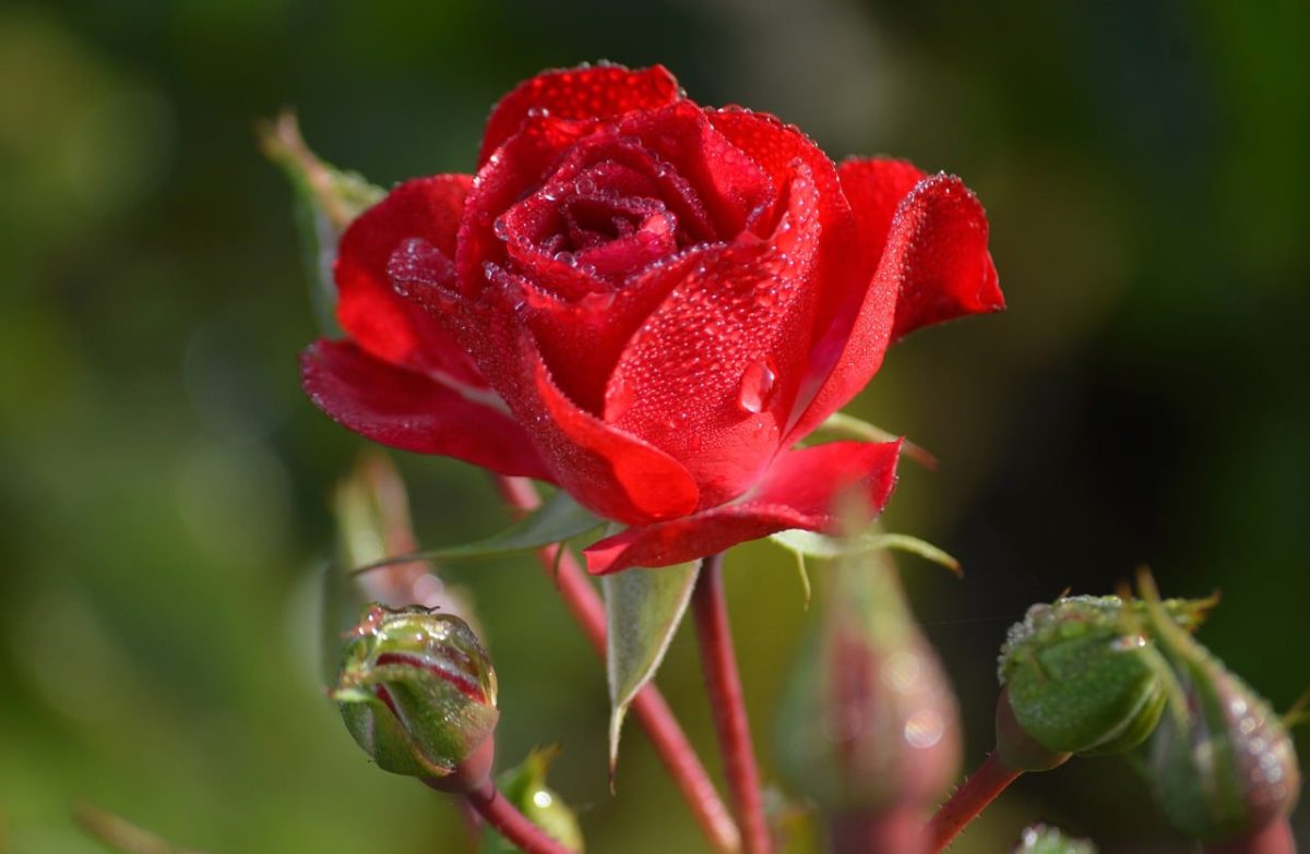 rose, red rose, dew, drop, bud, leaf, nature, macro, close-up, romance, love, valentine, flower, green, flora, petal, hd wallpaper, wallpaper, beauty, dew drop, garden