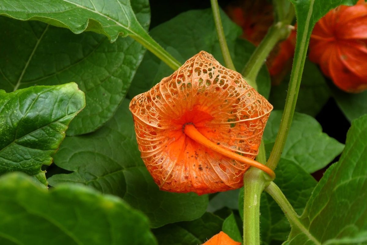 physalis, lantern plant, nature, orange, leafy, fruit, garden, autumn, blooming, detail, botanical, vibrant colors, texture, leading lines, decorative, chinese lantern, hidden detail, natural scenery, close-up, sharp contrast