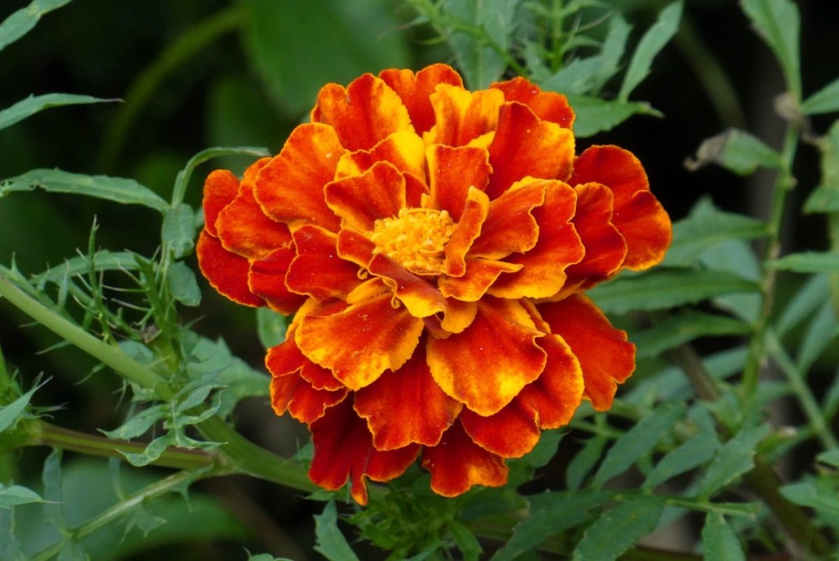 marigold, orange, flower, garden, leaves, macro photography, details, botany, nature, green, gardening, plant, blossom, pumkin, summer, bright, cultivation, yellow, delicate