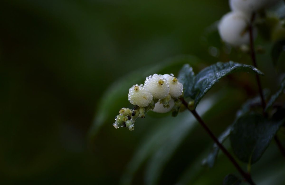 snowberry, dew drops, green leaves, ornamental plant, native shrub, wild, nature, minimalism, spring, captivating, smooth leaves, amazing details, wet environment, natural beauty, moist surface, aesthetics, blurred background, deciduous leaves, meditative feel, visually calm