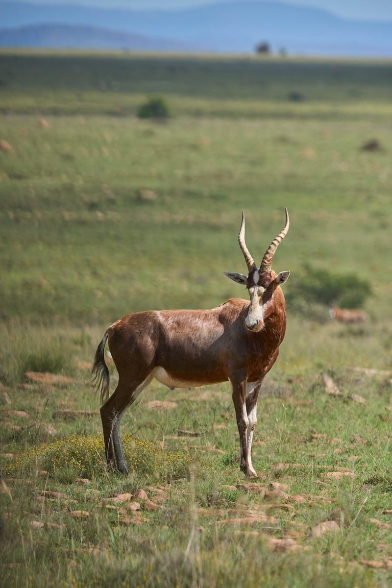 antelope, savanna, wildlife, africa, animal photography, nature, horns, open landscape, bovine species, vast landscape, wild animals, hoofed animals, grazing, animal eyes, nature reserve, safari, green field, solitary, biotope, dry season