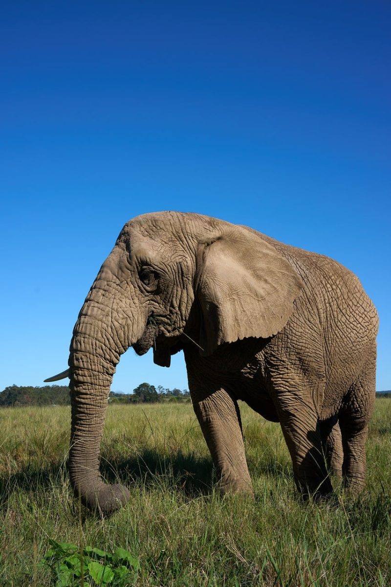 elephant, savanna, grass, wildlife, animal, mammal, african elephant, nature, blue sky, large, natural habitat, big animal, savanna ecosystem, trunk, game, endangered species, animal conservation, african ecosystem, wild animal