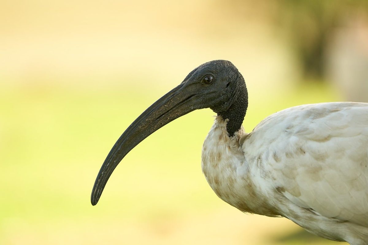 bird, ibis, ibis bird, long beak, white feathers, animals, nature, animal portrait, bird profile, creamy background, outdoor, natural habitat, bird detail, natural color, close-up, insects, wildlife, natural light, winged creature, Knysna, Western Cape, South Africa