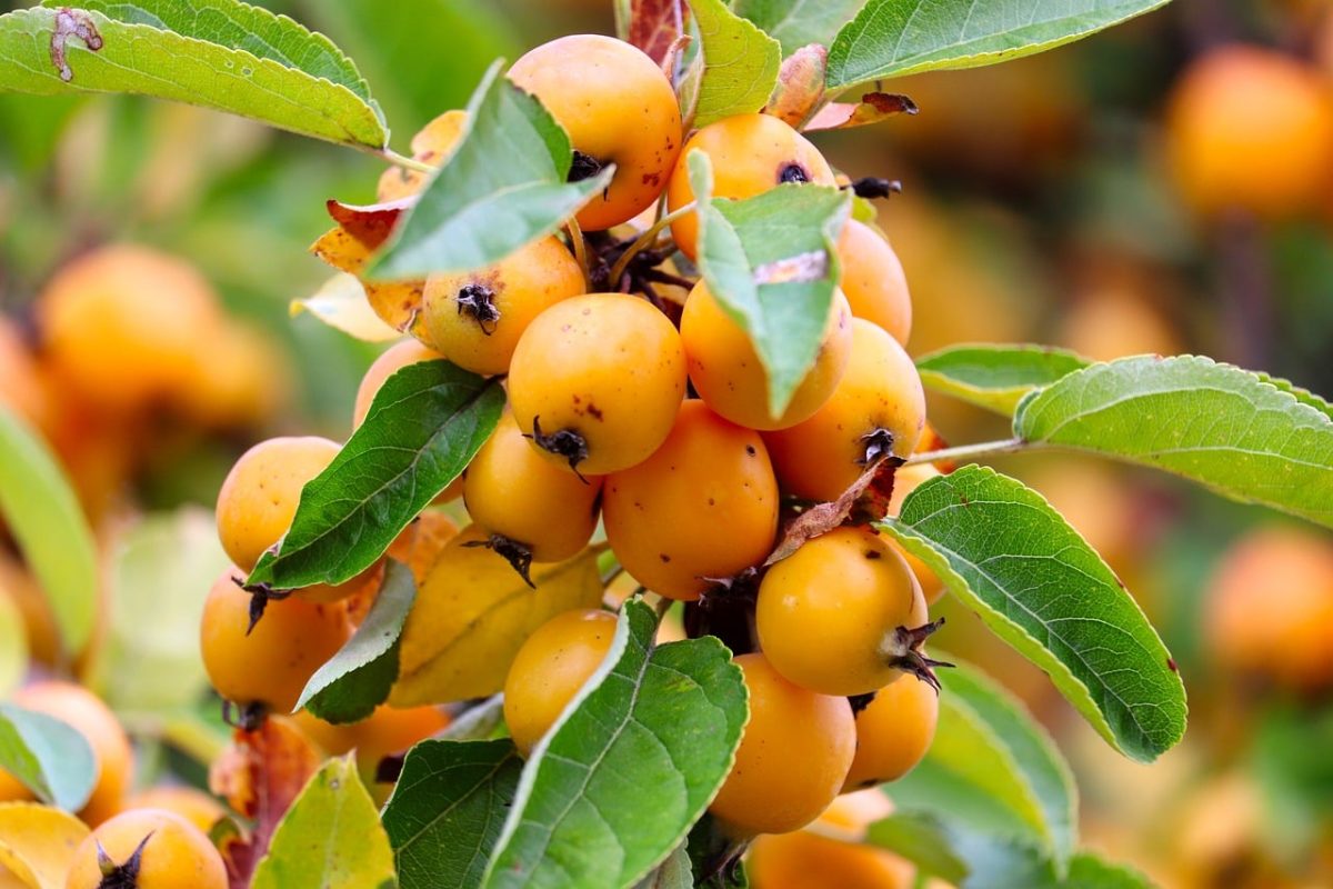 berries, orange fruits, leaves, nature, fruit tree, close-up, green, tart, gardening, fruit, harvest, botany, autumn, natural, black markings, garden crops, tree fruits, branches, twig, organic