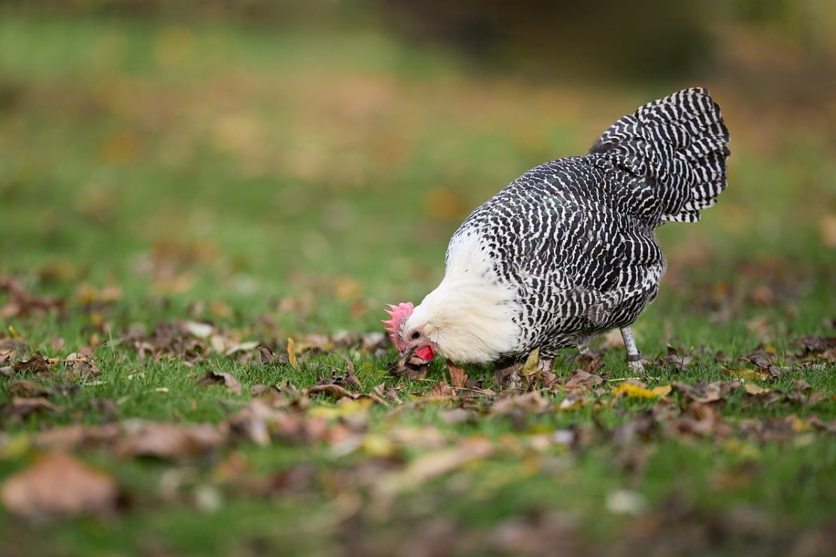 braekel, hen, poultry, farm, striped, bird, autumn, leaves, grass, outdoors, foraging, pecking, animal, nature, agriculture, countryside, domesticated, happy, young