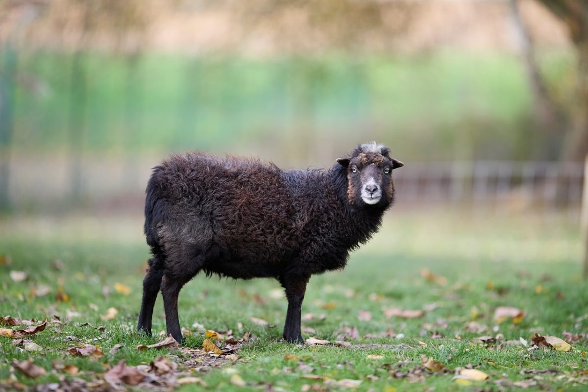 ouessant, black, sheep, wool, farm, livestock, meadow, grass, autumn, outdoors, nature, rural, agriculture, portrait, field, cute, mammal, outdoor scene, farm animal, dark, exploring