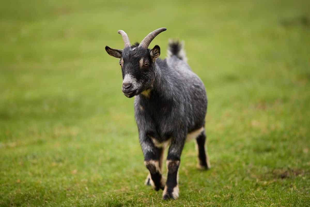 goat, pygmy goat, spot, animal, mammal, horns, black, gray, grass, green, outdoors, farm, cute, pet, agriculture, nature, meadow, animalistic, field, countryside