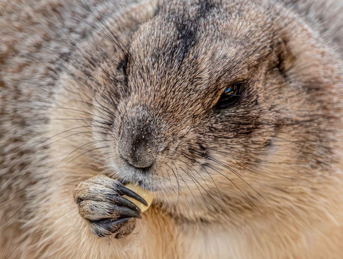prairie dog, black-tailed prairie dog, cynomys, rodent, mammal, wildlife, portrait, cute, eating, feeding, paws, claws, fur, whiskers, close-up, animal, nature, zoo
