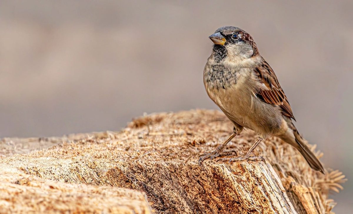 sparrow, house sparrow, wallpaper 4k, small bird, full hd wallpaper, desktop backgrounds, wildlife, bird, free background, songbird, tree bark, windows wallpaper, mac wallpaper, tree stump, nature, beautiful nature, nature background, wood, feathers, plumage, fauna, beautiful wallpaper, beak, laptop wallpaper, nature bokeh, hd wallpaper, nature wallpaper, brown background, cool backgrounds, bokeh background, wallpaper, wallpaper hd, 4k wallpaper, free wallpaper, 4k wallpaper 1920x1080, natural background