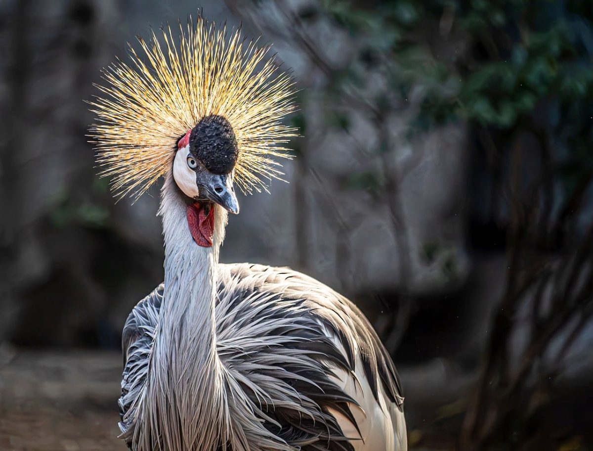 grey crowned crane, wallpaper 4k, bird, beautiful nature, nature wallpaper, wildlife, nature background, animal, portrait, close up, feathers, golden crest, exotic bird, african bird, majestic, windows wallpaper, avian, fauna, full hd wallpaper, free background, free wallpaper, beautiful bird, nature, hd wallpaper, background, wallpaper, mac wallpaper, elegant, laptop wallpaper, 4k wallpaper, wallpaper hd, 4k wallpaper 1920x1080, symbol of royalty, beautiful wallpaper, mane, cool backgrounds, desktop backgrounds, symbol of peace