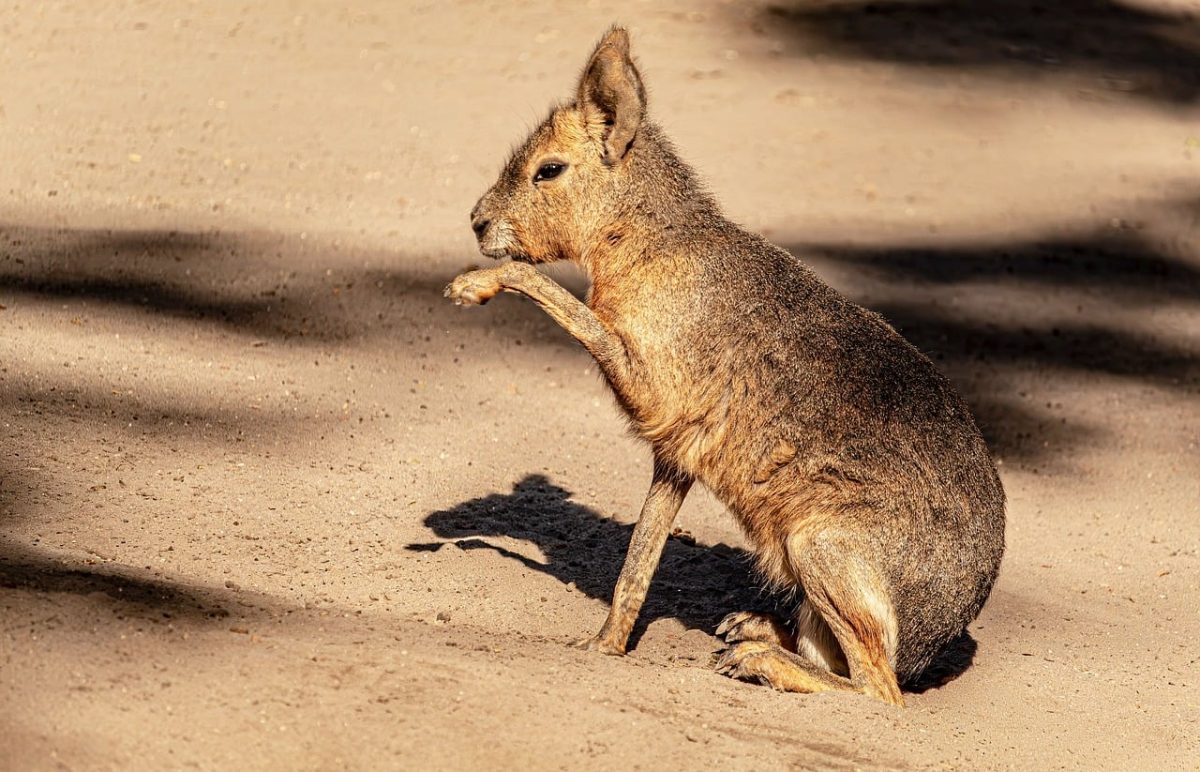 patagonian mara, free wallpaper, beautiful wallpaper, beautiful nature, free background, rodent, laptop wallpaper, 4k wallpaper 1920x1080, mammal, animal, cool backgrounds, exotic, sunlit, grooming, shadow, nature wallpaper, nature background, desktop backgrounds, wallpaper hd, windows wallpaper, ground, wallpaper 4k, light brown, sand, mac wallpaper, nature, full hd wallpaper, fur, wildlife, south american, hd wallpaper, sitting, background, 4k wallpaper, wallpaper, pampas hare, long