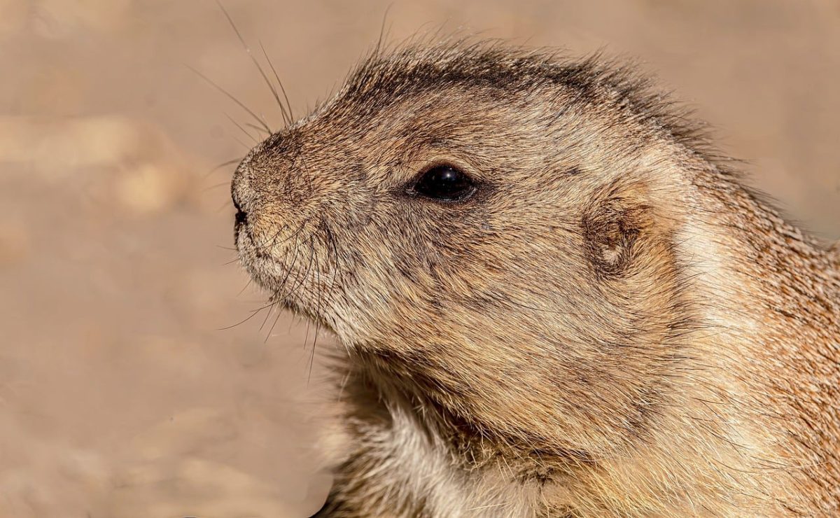 prairie dog, rodent, free background, wildlife, laptop wallpaper, mammal, portrait, detail, mac wallpaper, cute, desktop backgrounds, background, 4k wallpaper 1920x1080, looking, animal portrait, nature, wallpaper hd, furry, golden, close-up, wallpaper 4k, whiskers, wild animal, free wallpaper, 4k wallpaper, hd wallpaper, full hd wallpaper, gopher, marmot, beautiful wallpaper, cool backgrounds, fur, windows wallpaper, tan