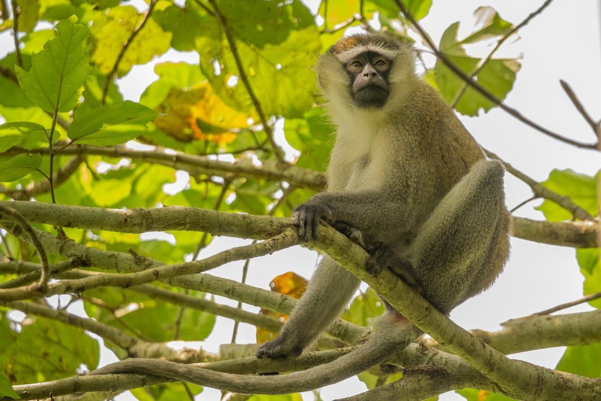 green monkey, patas monkey, safari, nature, monkey, green leaves, forest, african animals, wildlife, animal portrait, botany, wilderness, animal welfare, uganda, enlarged nature, animal habitat, ecology, population, conservation
