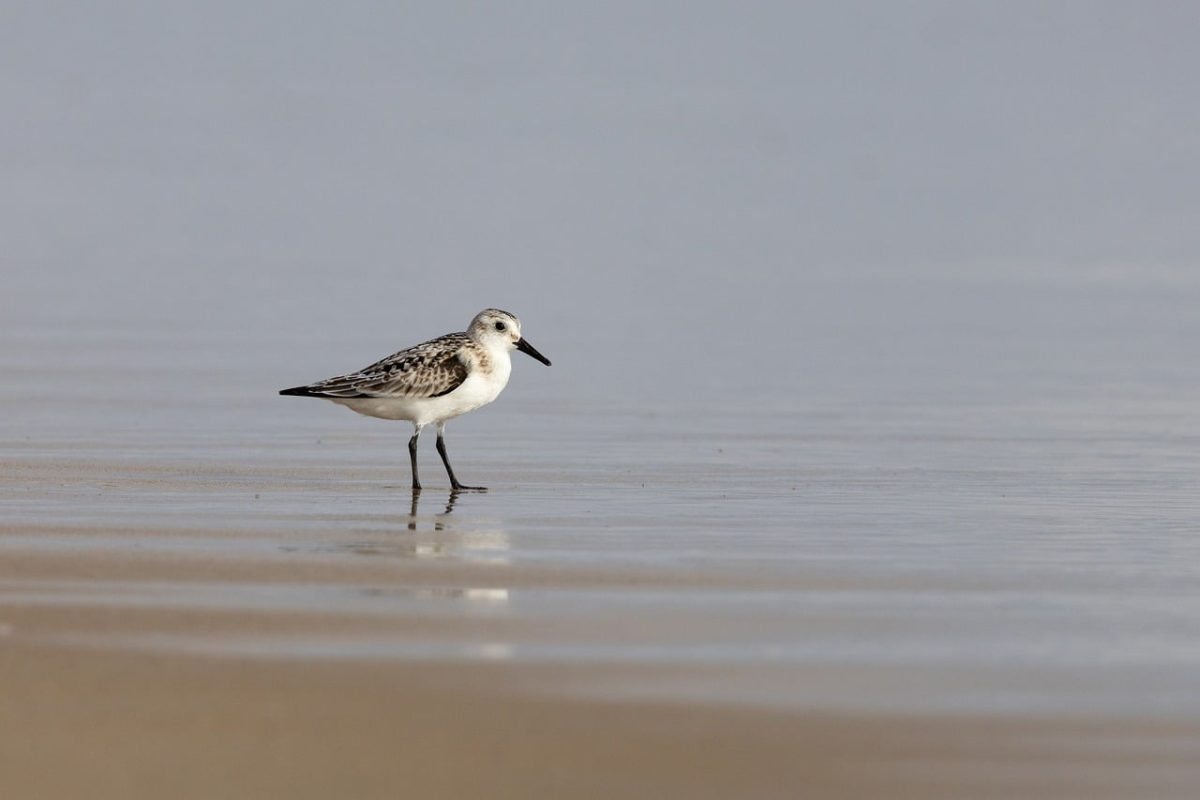 sand, beach, bird, water, ripple, feathers, nature, sandy, coast, lonely, sandpiper, animal, wildlife, wader, taken from distance, peace, calm, shoreline, sky, summer