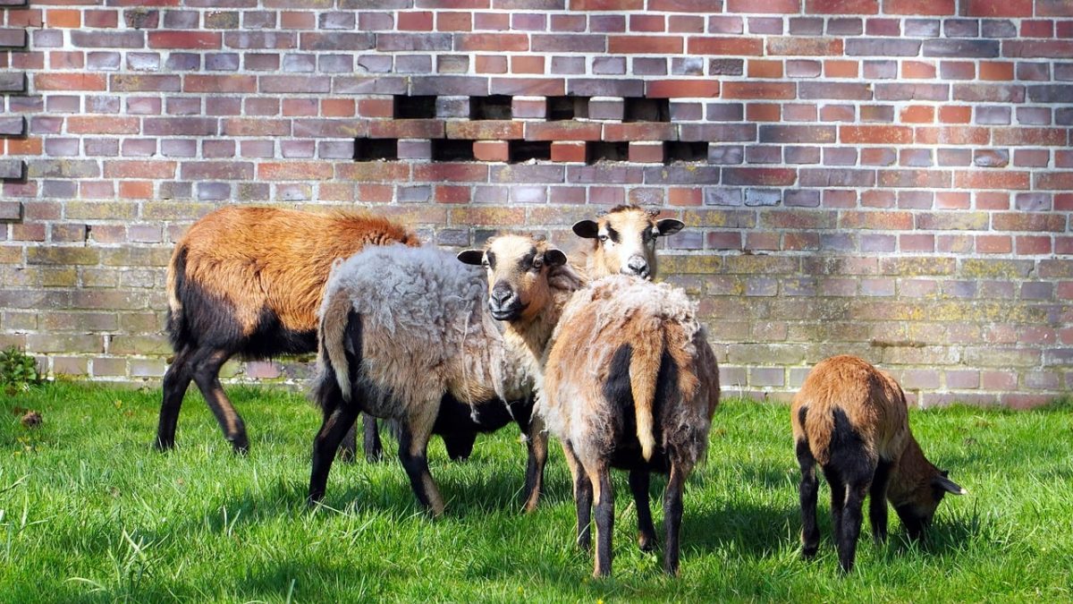 sheep, animals, brick wall, grass, pasture, wool, young animals, nature, rural, sheep breed, agriculture, flock of sheep, park, feeding, lambs, light, four sheep, wall, outdoor scene, green grass