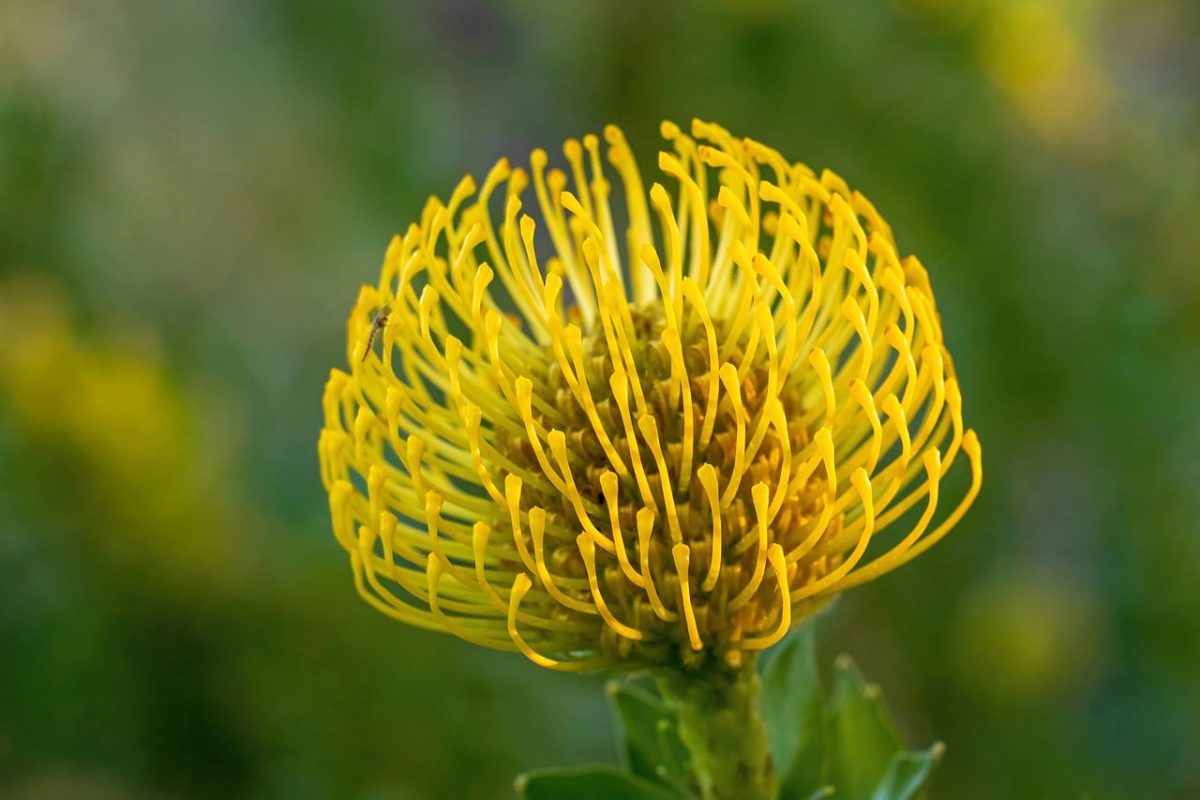 pincushion, pincushion protea, flower, nature, blossom, contrast, yellow, macro, detailed, structure, africa, stem, botany, clear, gardening, environment, green, unique