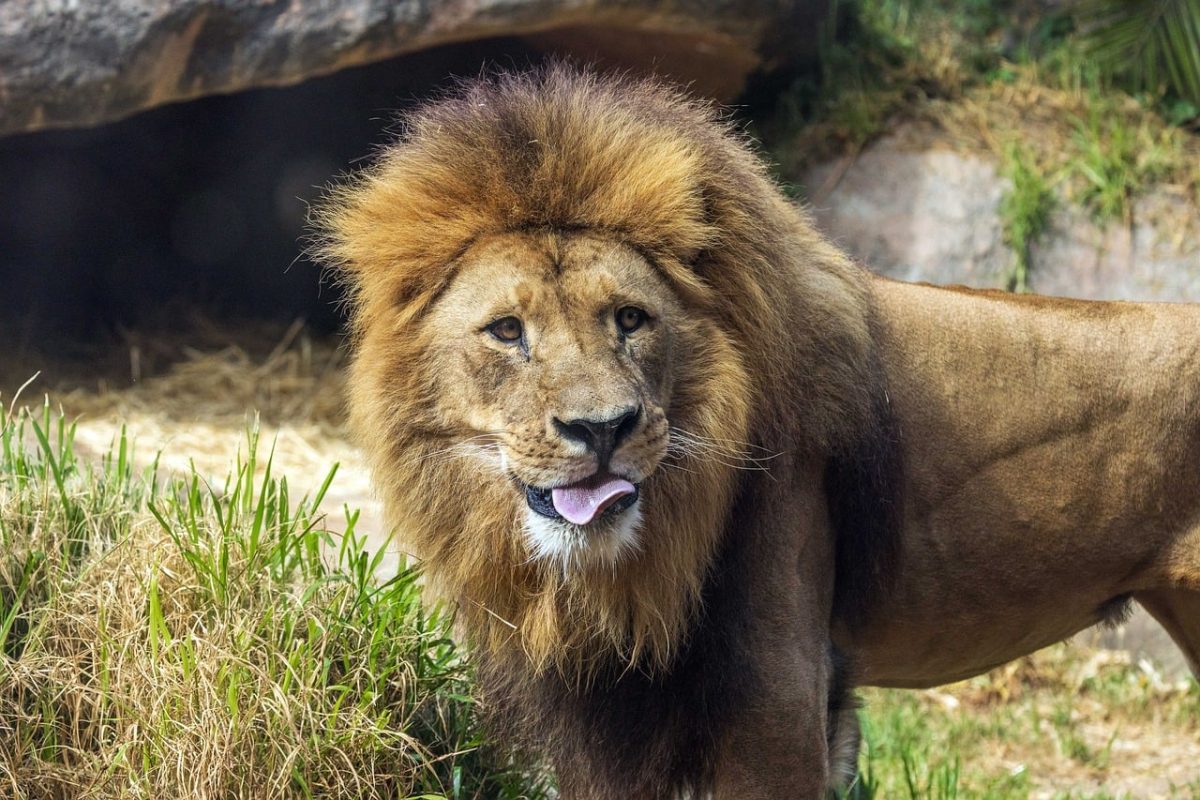 lion, pet, predator, zoo, cat, tongue, pride, savannah, mane, wild, carnivore, big cat, africa, animal, feline, animal portrait, wildlife, tusked, biotope, nature, large head, waterhole, nature reserve