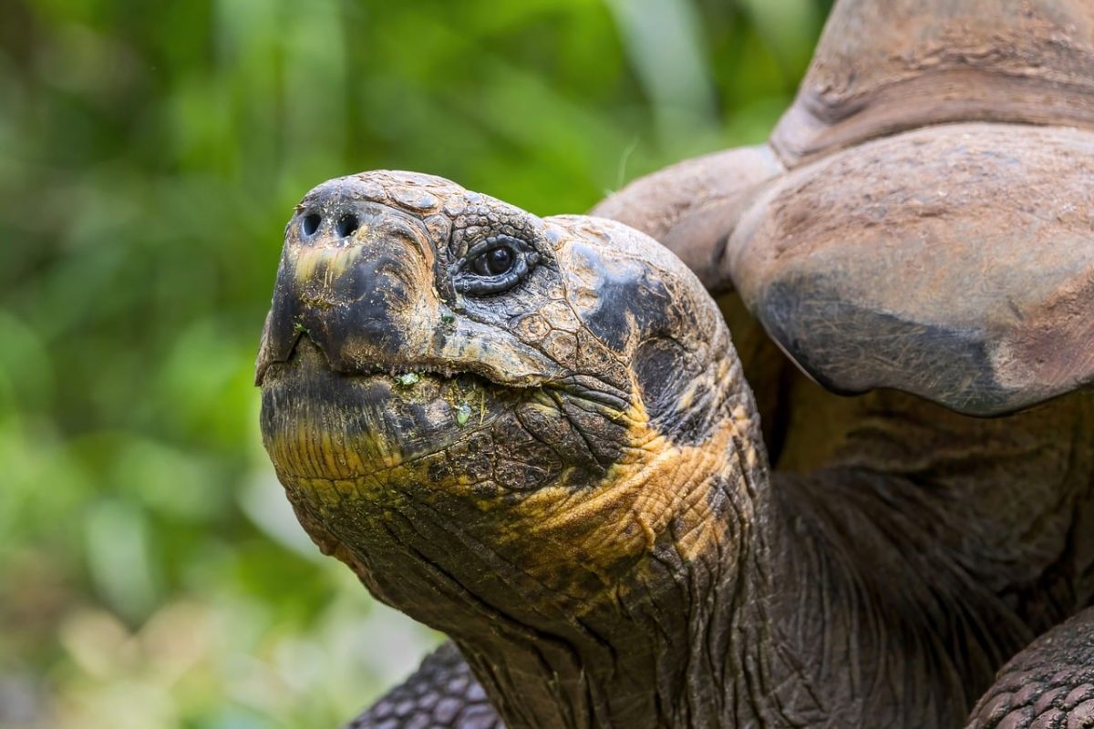 tortoise, reptile, galapagos, giant tortoise, nature, animal, conservation, endangered species, preservation, close-up, tortoise head, endangered, zoo, ecotourism, unesco list, flora and fauna, perspective, habitat, natural habitat, environment