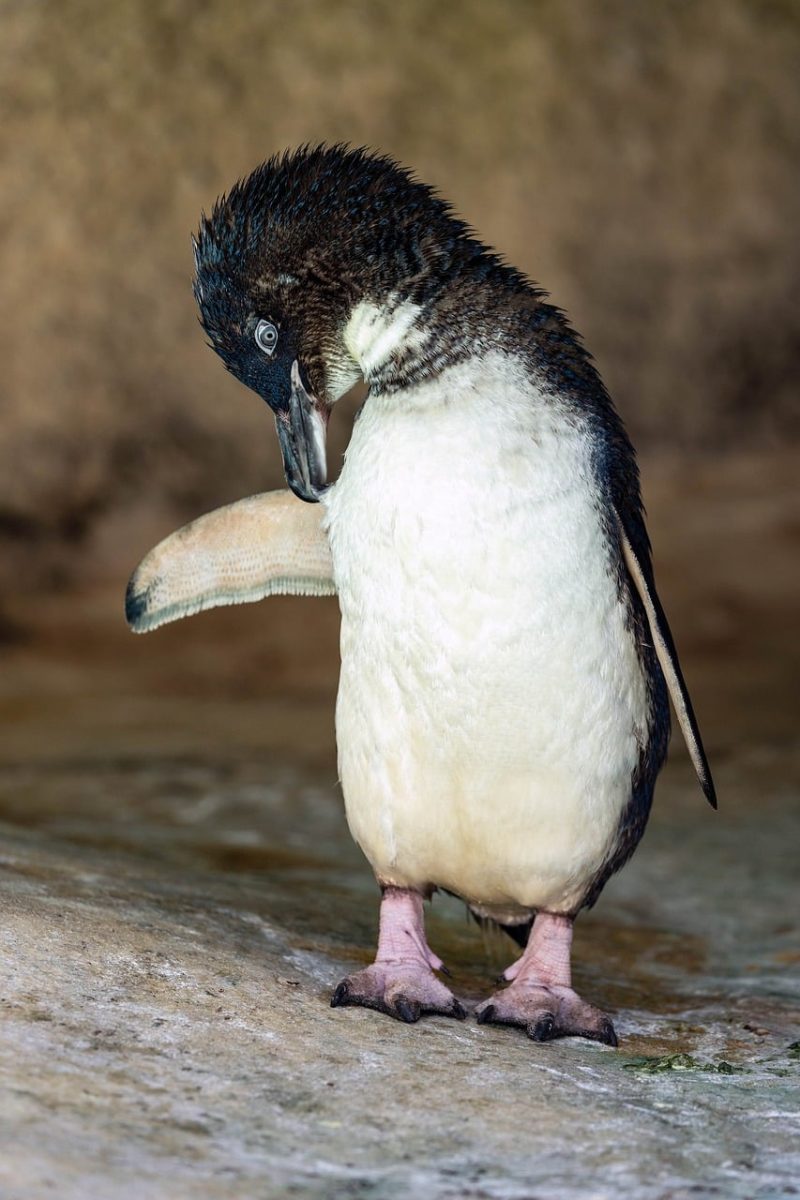 little penguin, penguin preening, bird, zoo, feathers, nature, animal, australia, preening bird, water bird, wildlife, rocky shore, calm, natural environment, cute picture, natural behavior, feather care, animal details, wild animals, cute bird