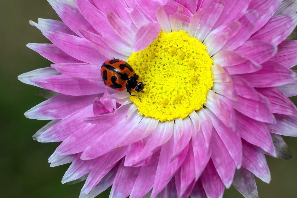 ladybug, beetle, insect, flower, paper daisy, pink, beautiful flowers, yellow center, macro photography, flower wallpaper, flower background, nature, colorful, details, outdoor, pollinator, striking, environment, summer, biology, wings, beauty