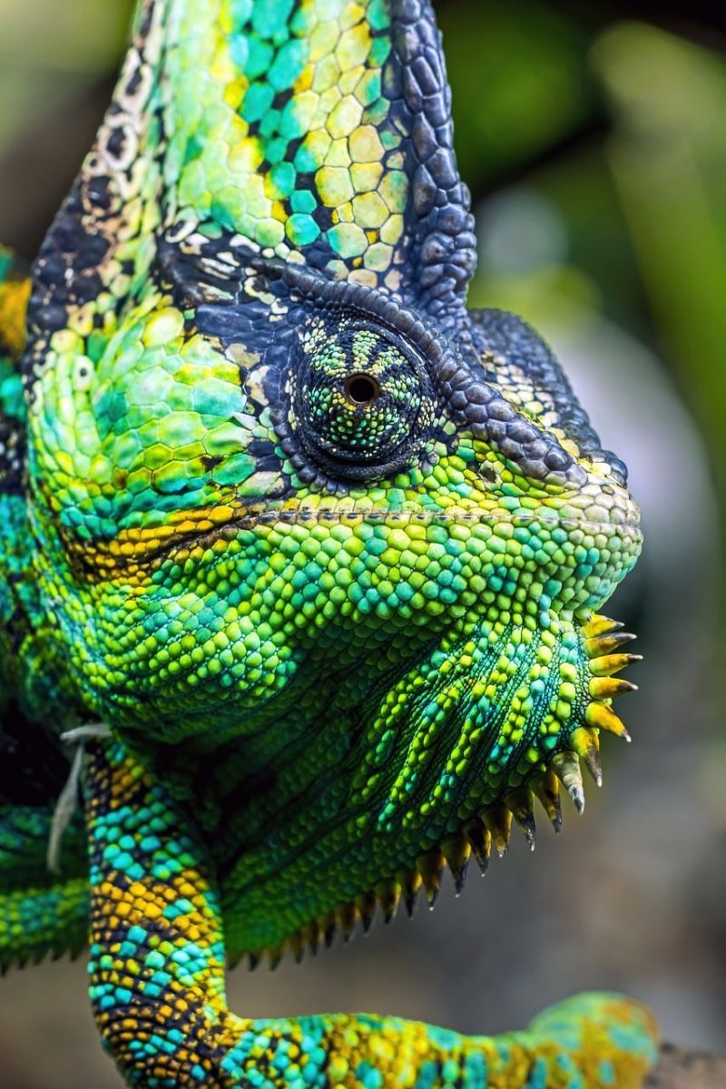 chameleon, reptile, lizard, colorful, exotic, tongue, veiled chameleon, animal portrait, detail, skin, perth zoo, zoo, nature, safari, world of color, green, yellow, natural beauty, macro photography, scaly skin
