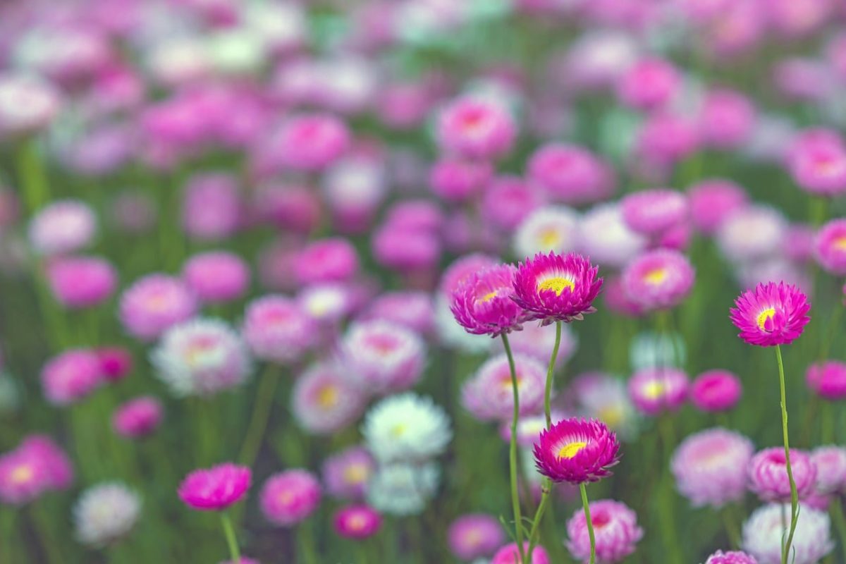 paper daisies, everlasting daisies, perth, western australia, kings park, pink flowers, wildflowers, nature reserve, nature, flower field, blooming flowers, botanical garden, summer, colorful flowers, close-up, blurred background, tourist destination, environment, florists, ecotourism