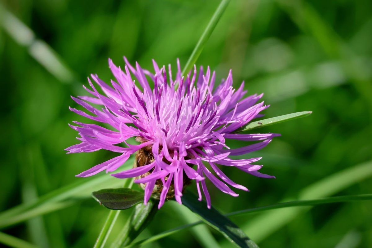 knapweed, wildflower, purple, blooming, delicate, spring, summer, garden, botany, natural, meadow, beauty, detail, blossom, herb, purity, flowering plant, natural environment, macro, flora